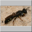 Crabro scutellatus - Grabwespe m09 8-9mm.jpg